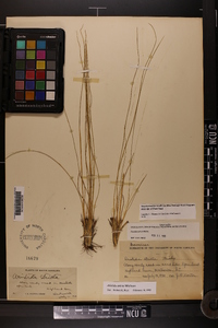 Aristida stricta image