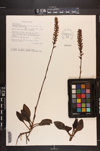 Goodyera pubescens image