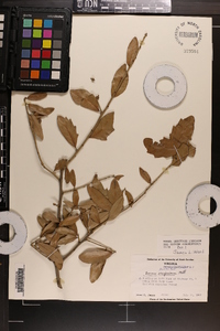 Quercus virginiana image