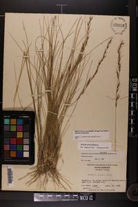 Aristida stricta image