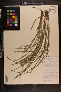 Carex louisianica image