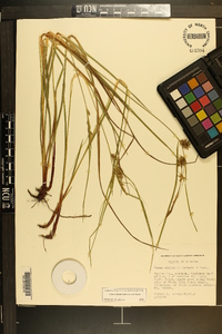 Carex elliottii image