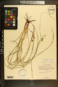 Carex elliottii image