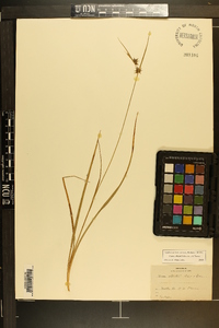 Carex elliottii image