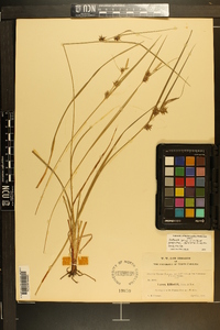 Carex elliottii image