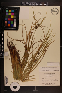 Carex elliottii image