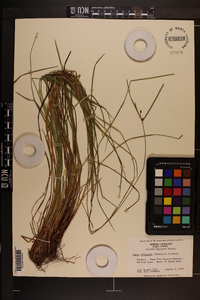 Carex elliottii image