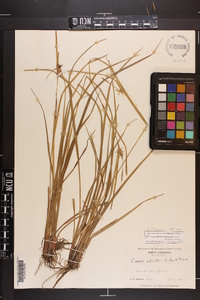 Carex turgescens image