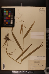 Leersia lenticularis image