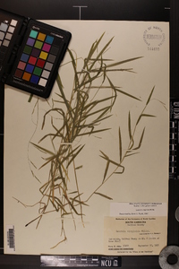 Leersia virginica image