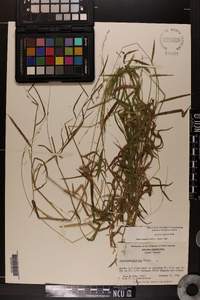 Leersia virginica image