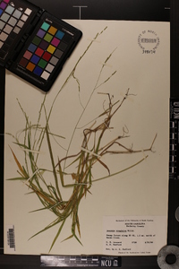 Leersia virginica image