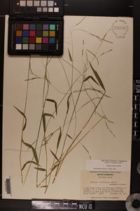 Leersia virginica image