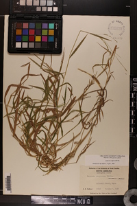 Leersia virginica image