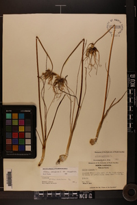 Allium canadense var. canadense image