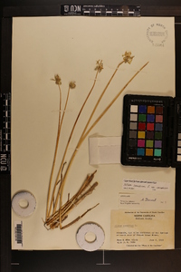 Allium canadense var. canadense image