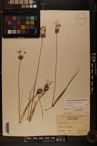 Allium canadense var. canadense image