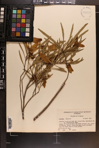 Asimina angustifolia image