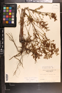 Lechea mucronata image