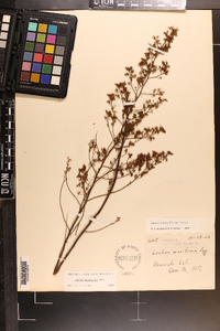 Lechea mucronata image