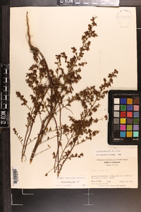 Lechea mucronata image