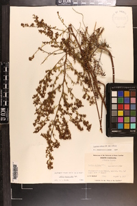 Lechea mucronata image