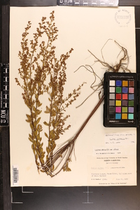 Lechea mucronata image