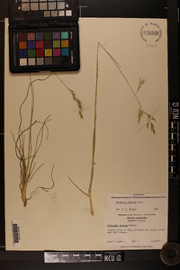 Danthonia sericea image