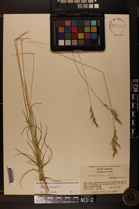 Danthonia sericea image