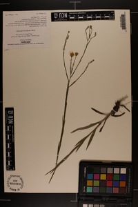 Pityopsis graminifolia image