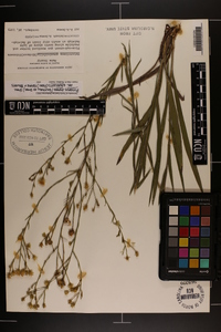 Pityopsis aspera image