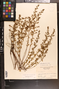 Lechea mucronata image