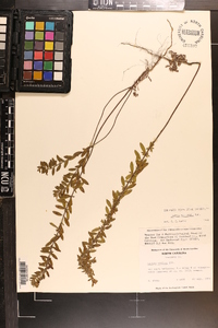 Lechea mucronata image