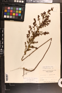 Lechea mucronata image