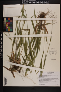 Panicum scabriusculum image
