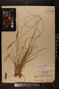 Danthonia sericea image