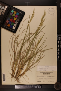 Danthonia sericea image