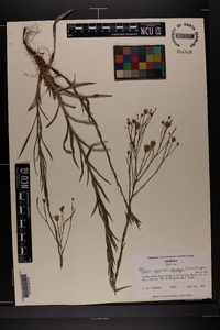 Pityopsis aspera image