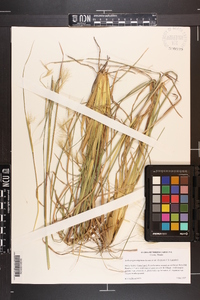 Andropogon virginicus var. virginicus image