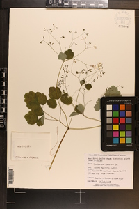 Thalictrum clavatum image