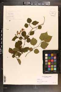 Crataegus viridis image