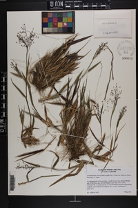 Dichanthelium ovale var. addisonii image