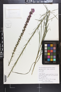 Liatris spicata image