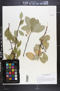 Sideroxylon lycioides image