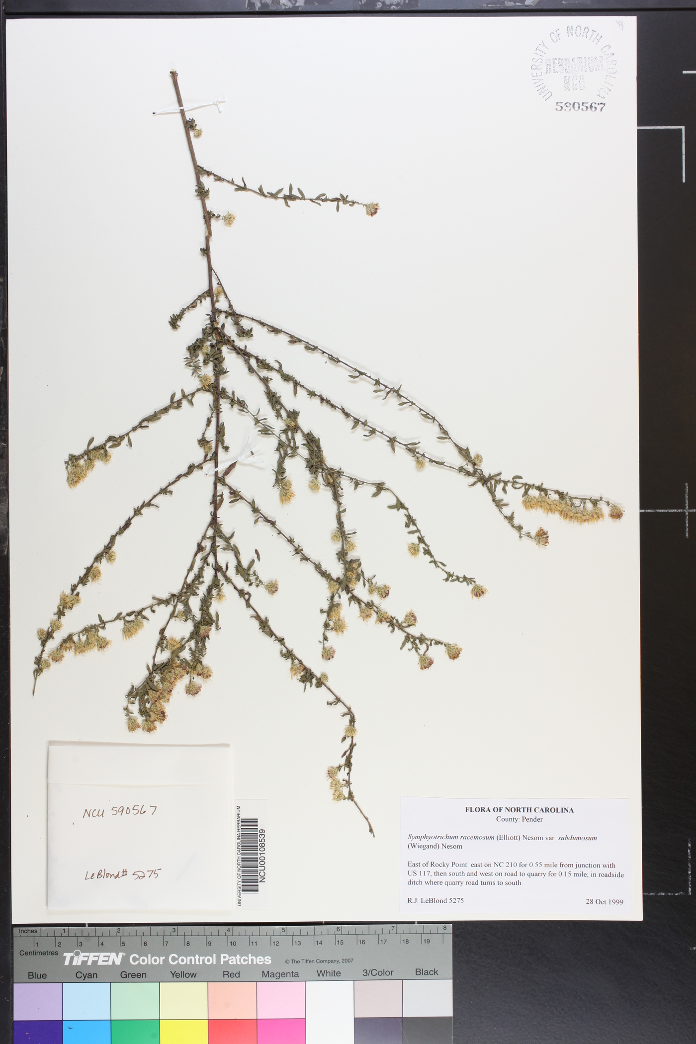 Symphyotrichum racemosum var. subdumosum image