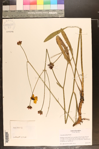 Coreopsis gladiata image