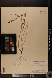 Oenothera spachiana image