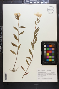 Oenothera pilosella subsp. pilosella image