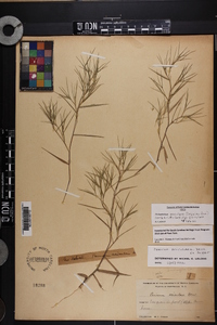 Dichanthelium aciculare subsp. aciculare image