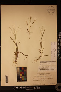 Panicum lithophilum image